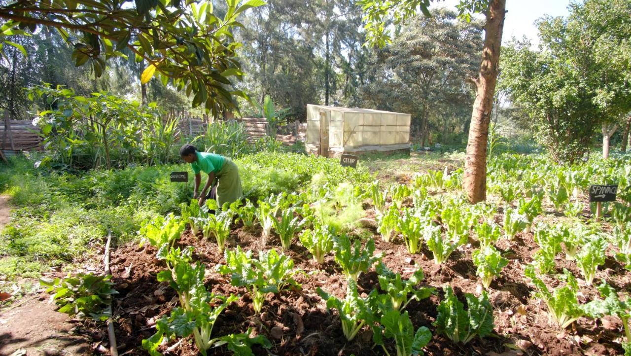 Karen Little Paradise Nairobi Exteriör bild